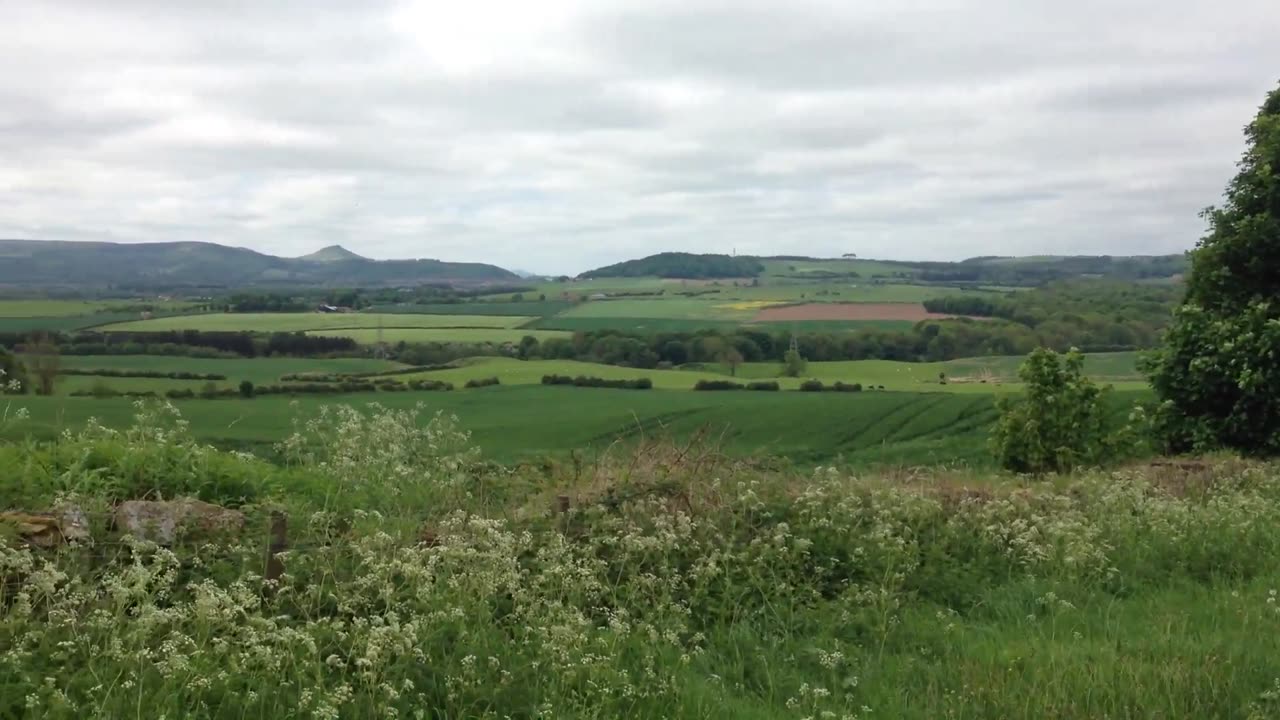 Doggie Diaries #61 - May 20th 2024