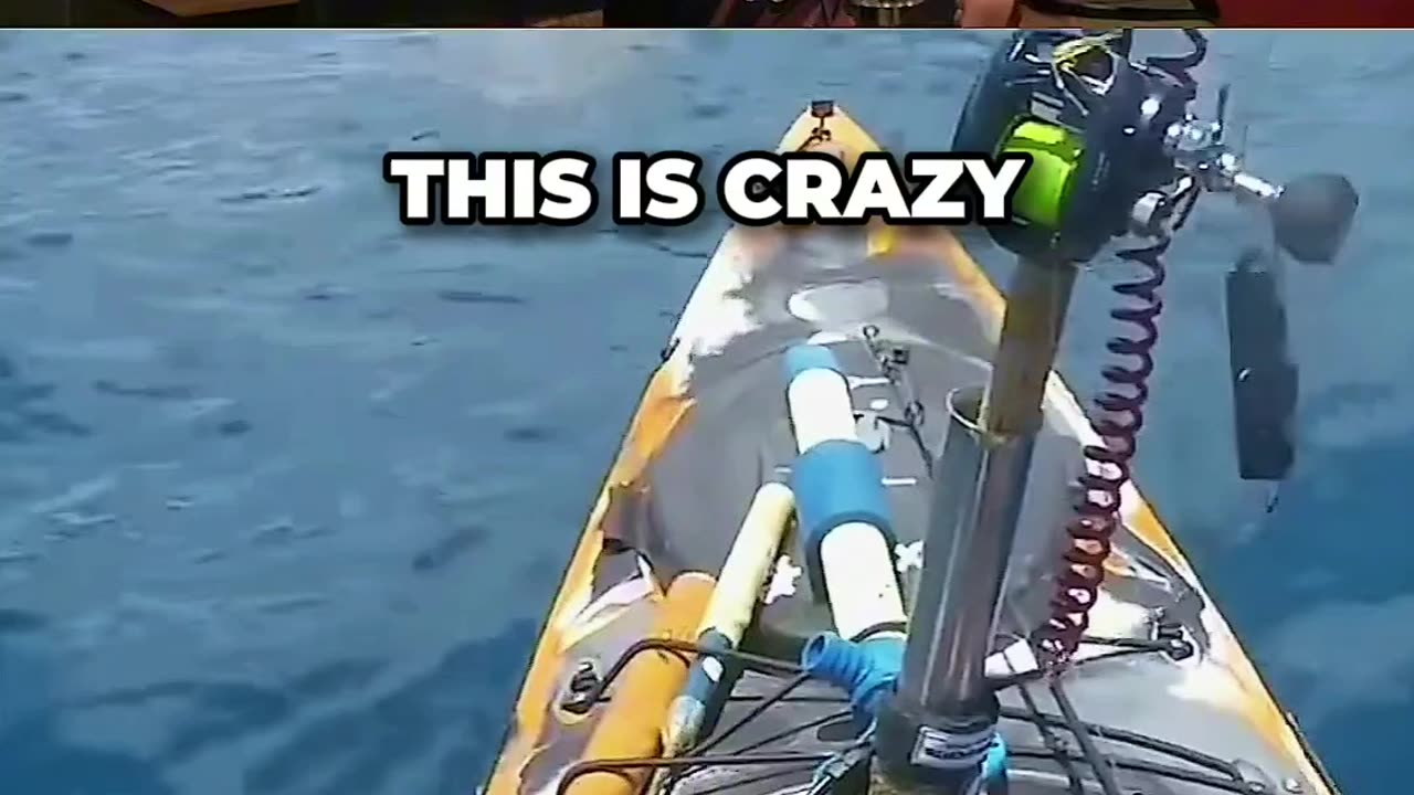 Tiger Shark Jumps OUT OF THE WATER To ATTACK a Fisherman
