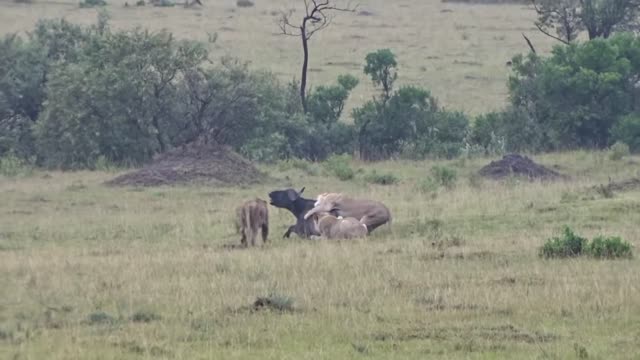 Lion Hunt
