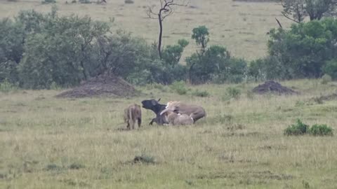 Lion Hunt