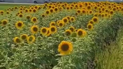 What is going on with our crops and flowers this year?