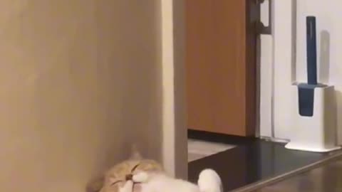 FATTY CAT
