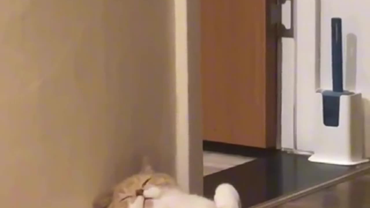 FATTY CAT