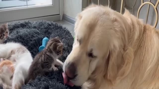 Funny animals every week, turn on notifications on the channel so you don't miss it! 21