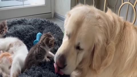 Funny animals every week, turn on notifications on the channel so you don't miss it! 21
