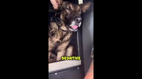 Top 10 Funniest Dog and Cat Moments