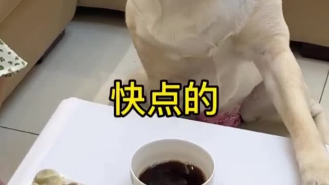 Funny dog