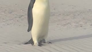 Family finds penguin on beach in Australia 2100 miles from Antartica