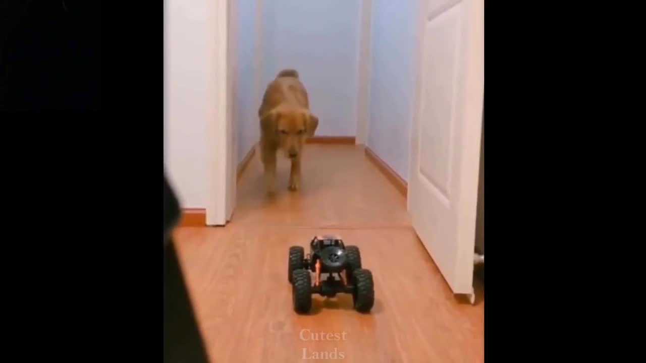 cute dog