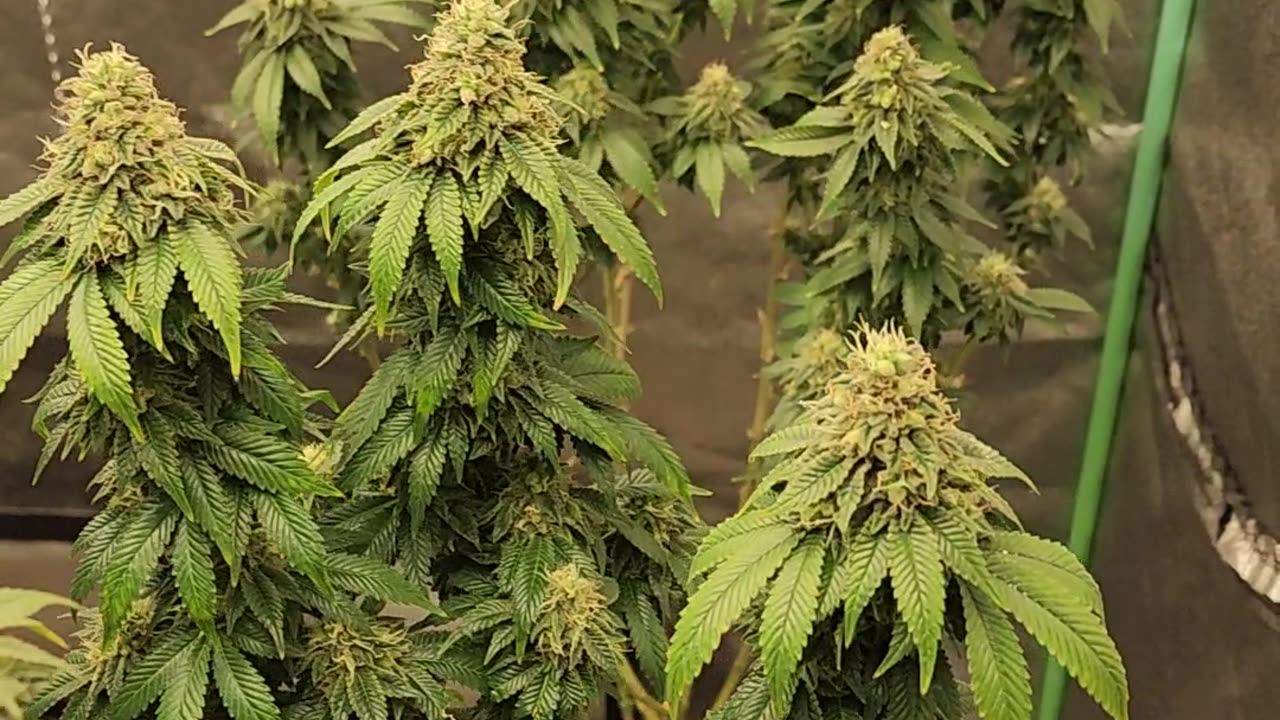 Seed development
