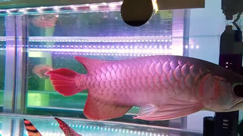 Metallic Premium Plus Super Red Arowana