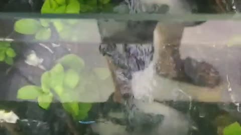 Landscape fish tank with a different style