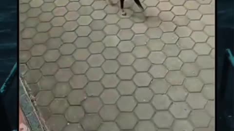 Help To Cat