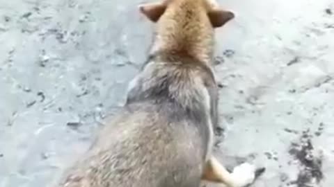 Funny Dogs Vs Chicken compilation 2023 Funny Chicken and Dogs Videos 😍😍😍