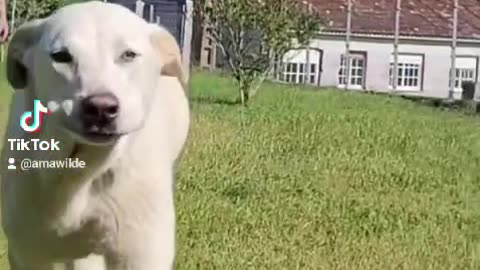 Funny Rescue Puppy