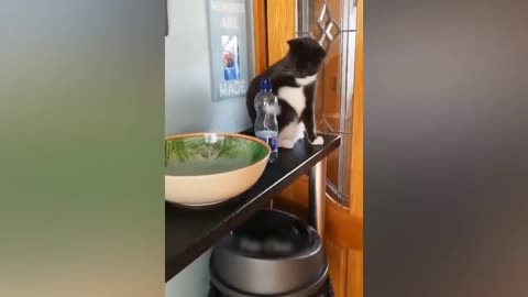 Funny animal video #14