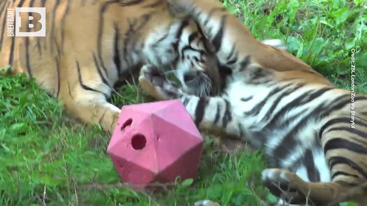 IT'S GRRREAT! Endangered Tiger Cubs Enjoy New Swing at London Zoo