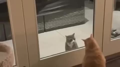 funny cats 😂 episode 224 #shorts