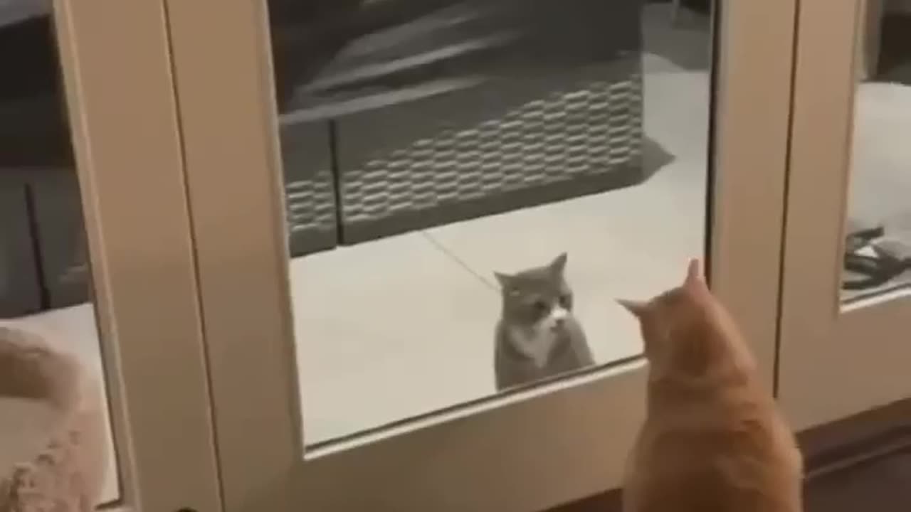 funny cats 😂 episode 224 #shorts
