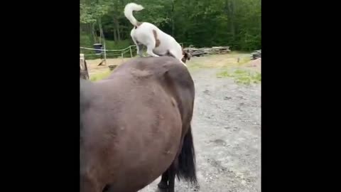 The Talking Pony