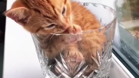 Cute kitten