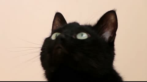 funny cat 21