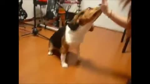 Funny Dogs Videos