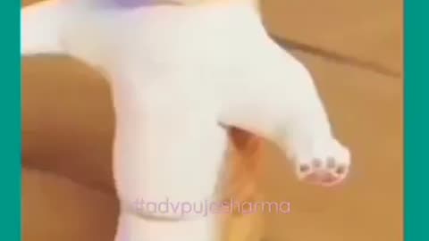 Cat video // cat reels💕💕 #shorts #cat #funny💕💕patli kamariys mor