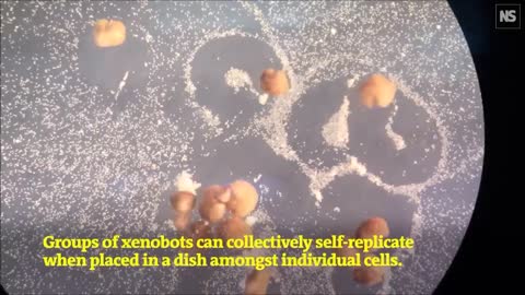 Self replicating nanobots in the Covid Bioweapon Injection