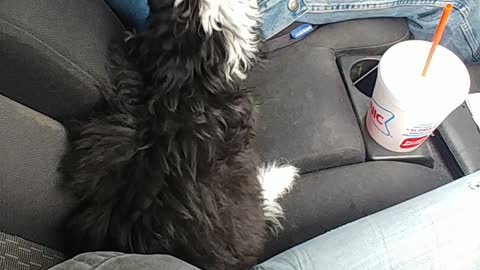 Australian Shepherd Puppy is Protective of Mom