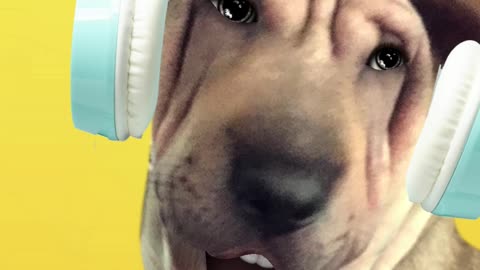 Dog Sing Emotional Mess (part 1) #dogvideo #dogvideofunny #dogsingingvideo