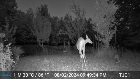 Deer / Raccoon Conflict