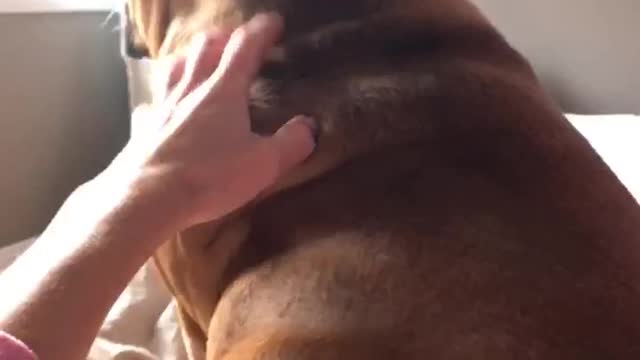 Bulldog puppy loves getting his ears scratched
