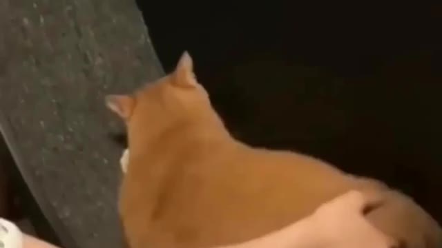 That’s enough workout for today 😪 😂 Love cats? Like & Share