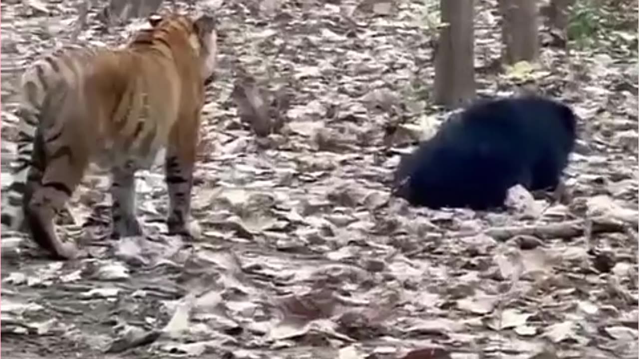 Funny animal tiger🐅 and balo animal rumble