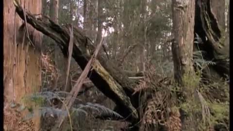 Attenborough: the amazing Lyre Bird sings like a chainsaw! Now in high quality | BBC Earth
