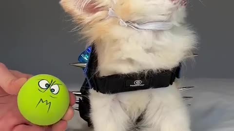 rude singer dog hip hop