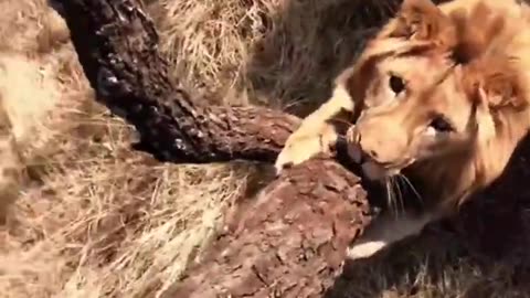 How to survive lion Attack l surviving lion Attack l pack of lion attacked a man #viral # trending# shorts