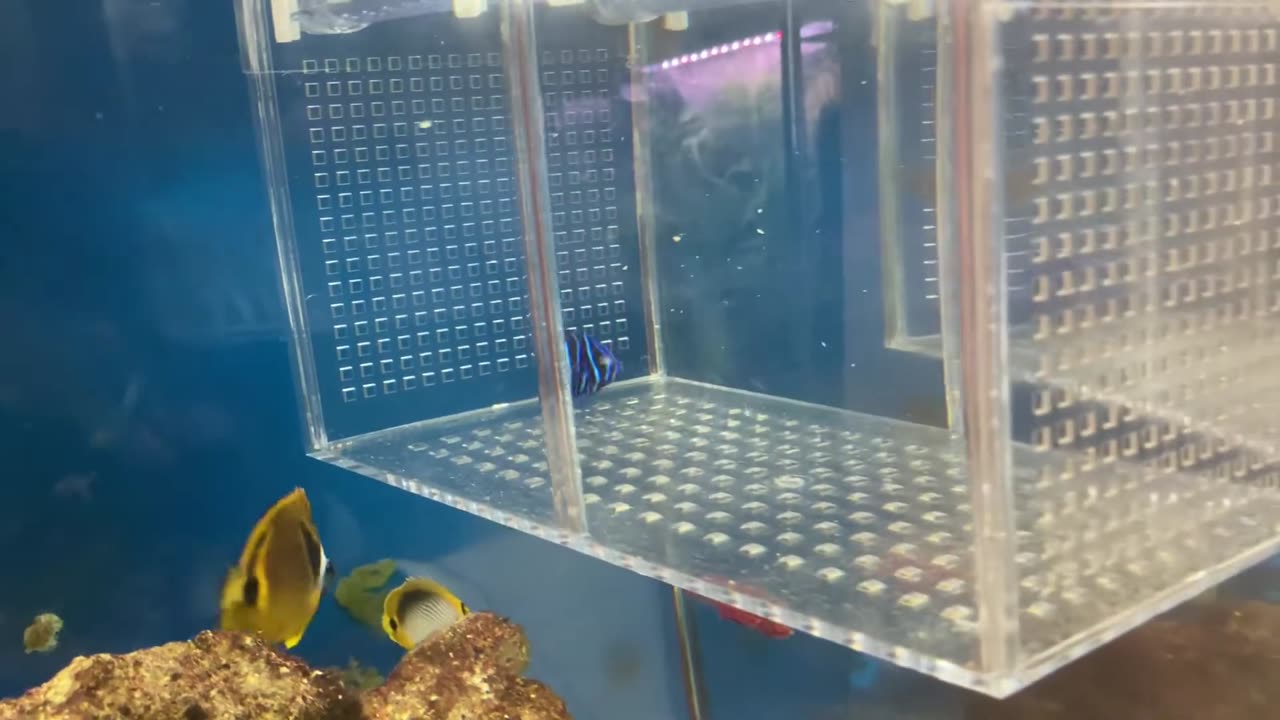 Juvenile Inazumayakko feeding (artificial feed)