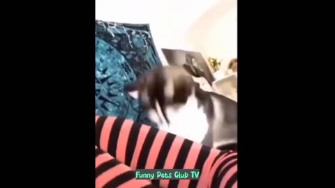 Funny Animal Videos 🤣 Funniest Cats and Dogs Videos 2024 😁