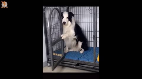 The smart dogs