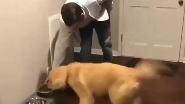 Waktunya makan, semangat banget sih si dog
