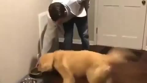 Waktunya makan, semangat banget sih si dog