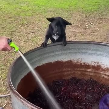 That dogs eyes ... instant regret!!!😱