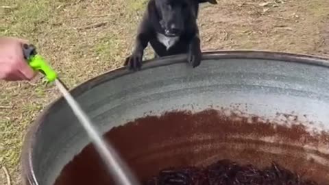 That dogs eyes ... instant regret!!!😱