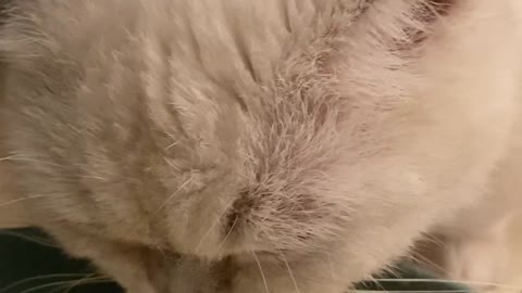 The daily gluttonous cat of its owner