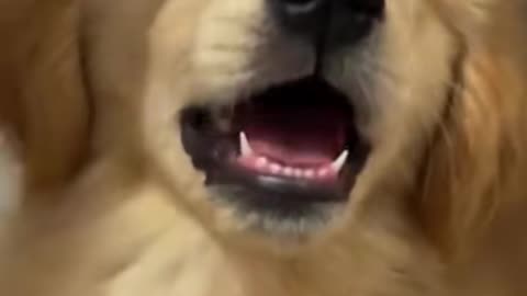 Funny dog
