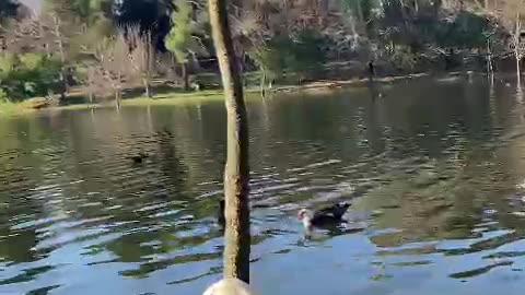 Swan