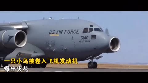 The bird was caught in the plane's engine and the plane was forced to interrupt its takeoff.