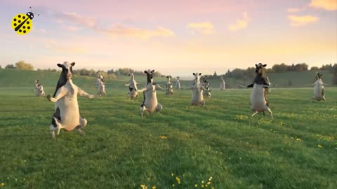 FUNNY_COW_DANCE_4_│_Cow_Song___Cow_Videos_2024